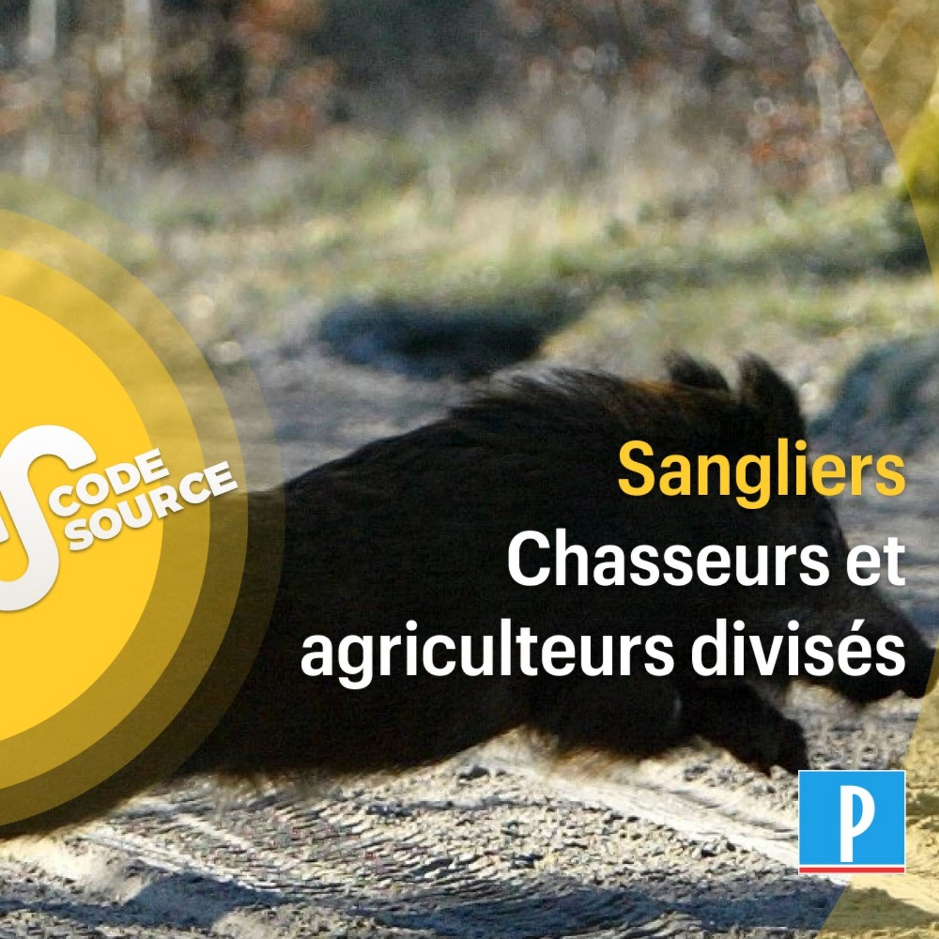 Prolifération des sangliers  : chasseurs et agriculteurs divisés