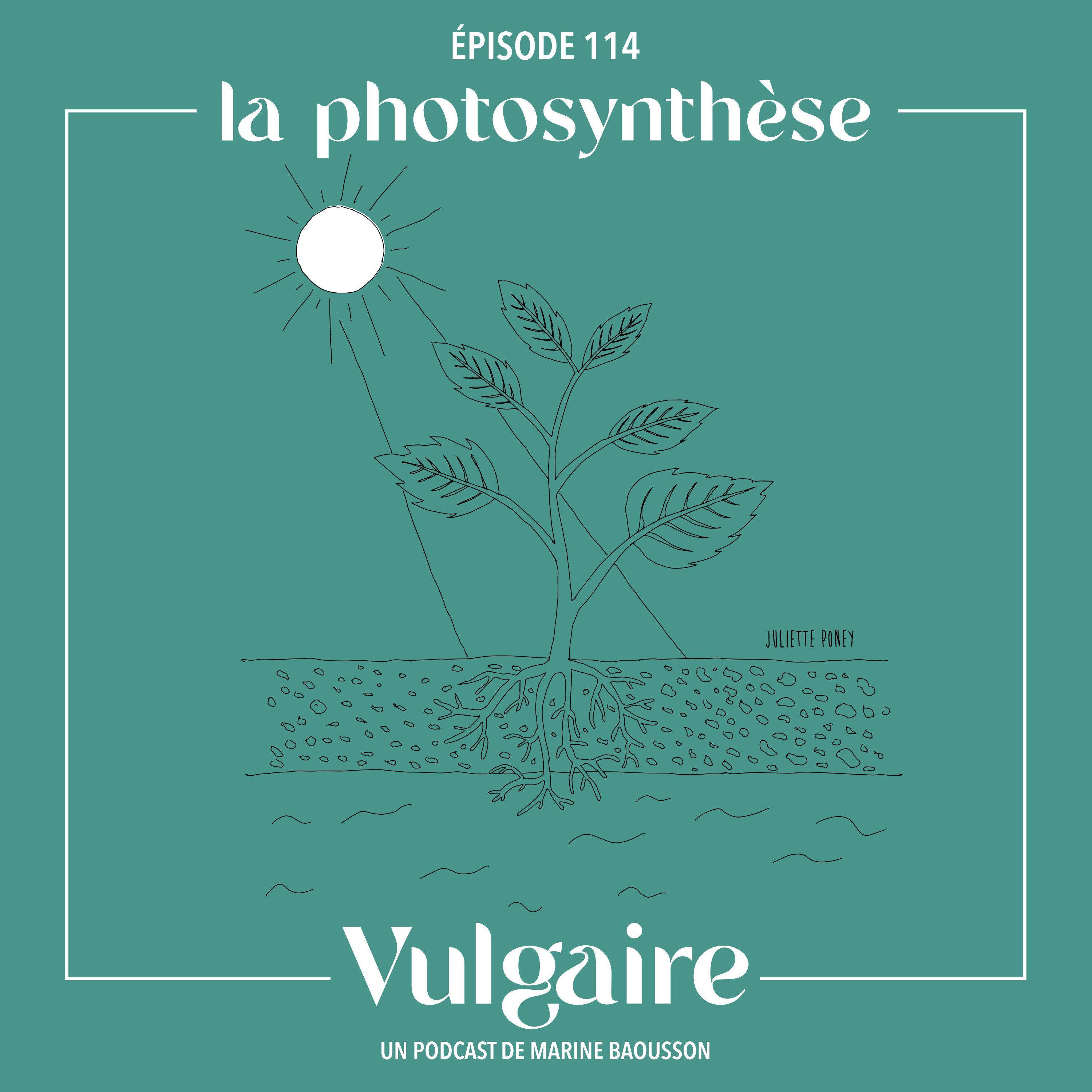LA PHOTOSYNTHÈSE