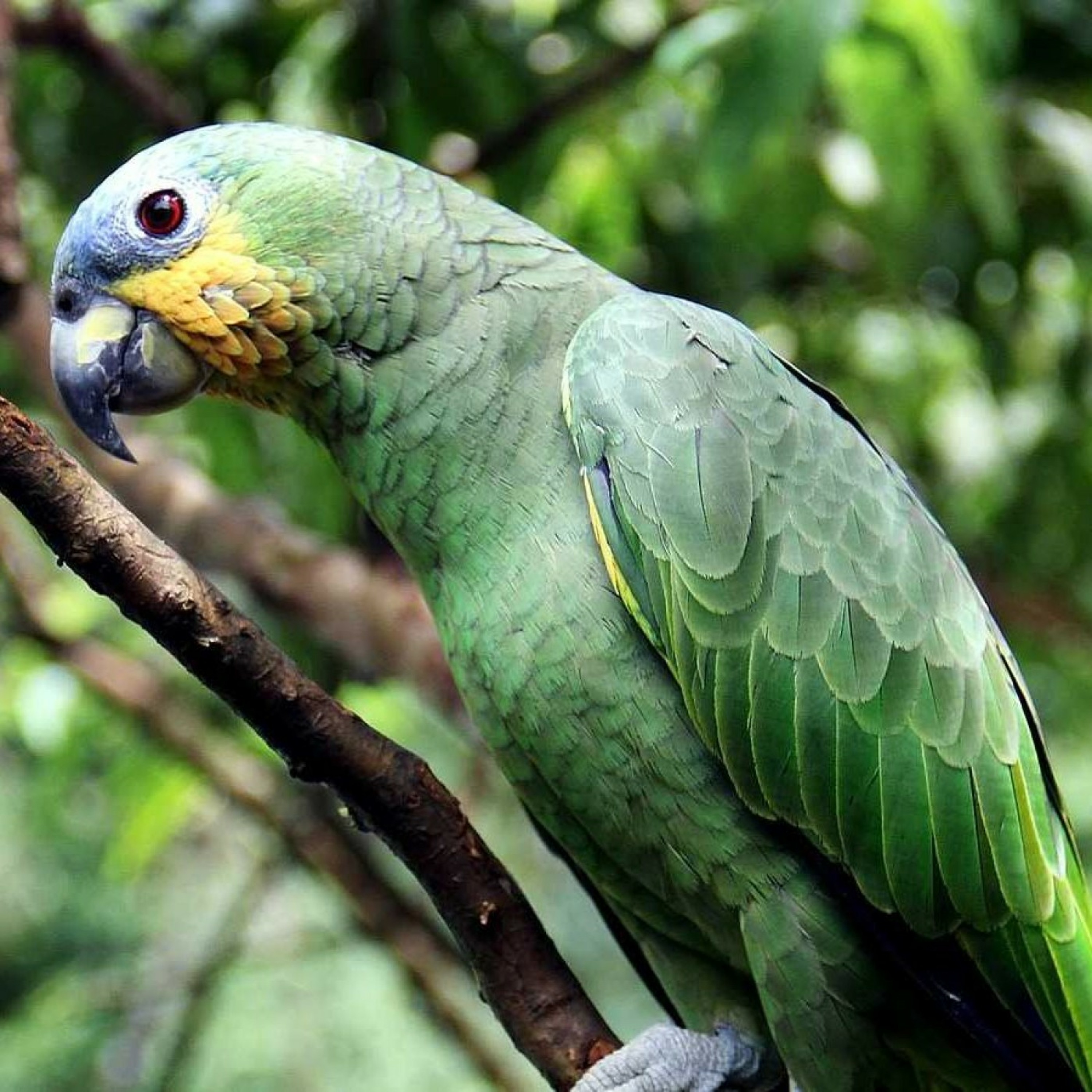 L'Amazonie. Découvrir un espace mal connu. Entretien avec Jean-Yves Carfantan