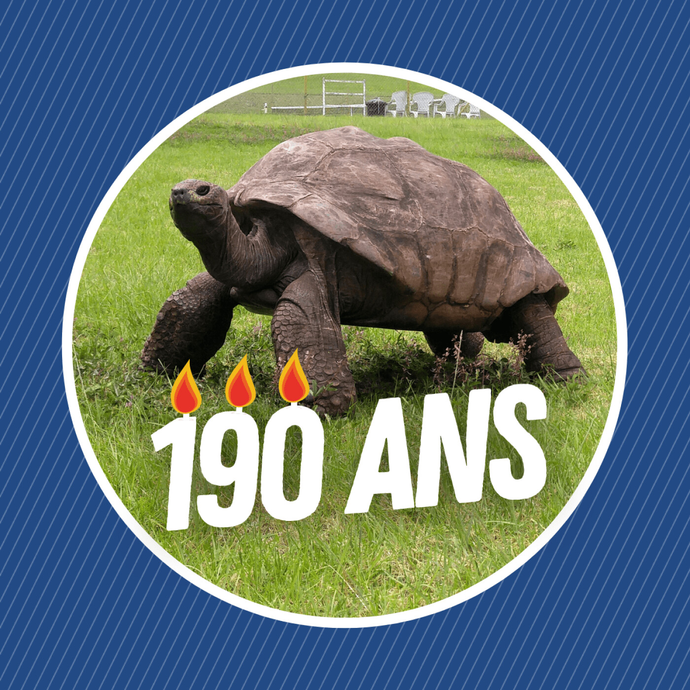 Jonathan, le plus vieil animal terrestre connu
