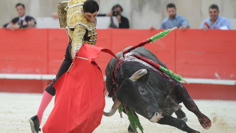 "Pour la protection de l'enfance": les sénateurs débattent de l'interdiction de la corrida pour...