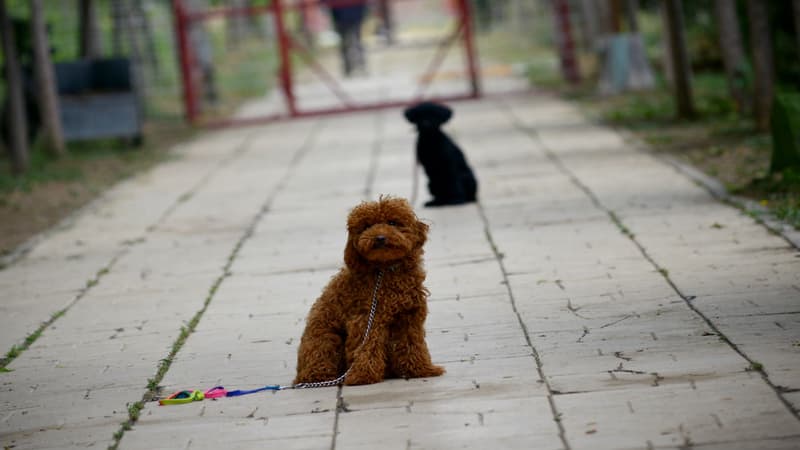 Saint-Omer va mettre en place un fichage ADN des crottes de chien non ramassées