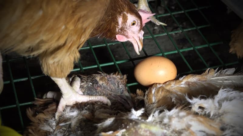 L'Anses propose que les étiquettes prennent en compte le bien-être réel des animaux