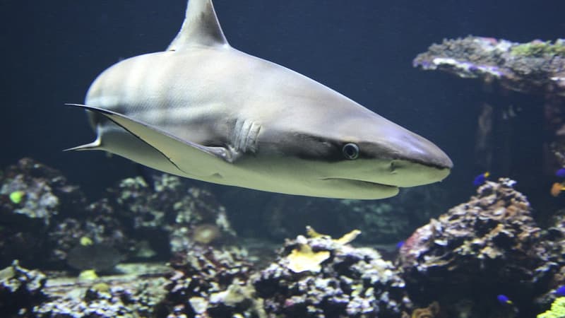 Italie: des reproductions de femelles requins sans mâles observées par des scientifiques