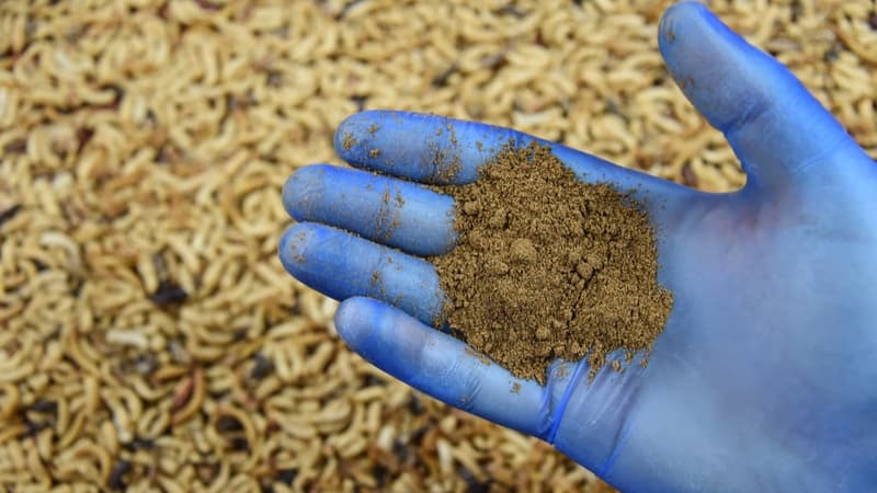 Cherche repreneur désespérément: la start-up Ynsect spécialisée dans l'alimentation à base...
