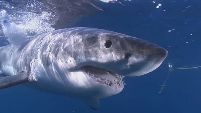 Un requin blanc de plus de trois mètres observé au large des côtes varoises