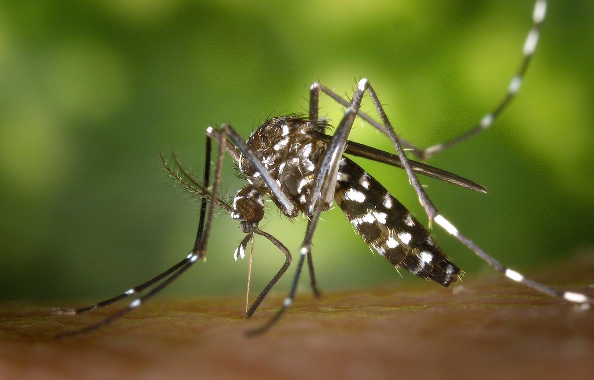 Il a une érection pendant 18 heures après avoir attrapé la dengue au Burkina Faso