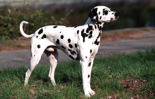 Mirabeau : Les gendarmes sauvent 62 chiens lors d???une vaste opération anti-maltraitance