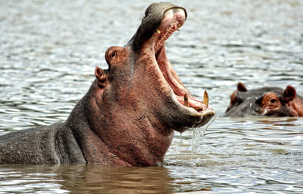 Colombie : Une partie des hippopotames de Pablo Escobar va être euthanasiée