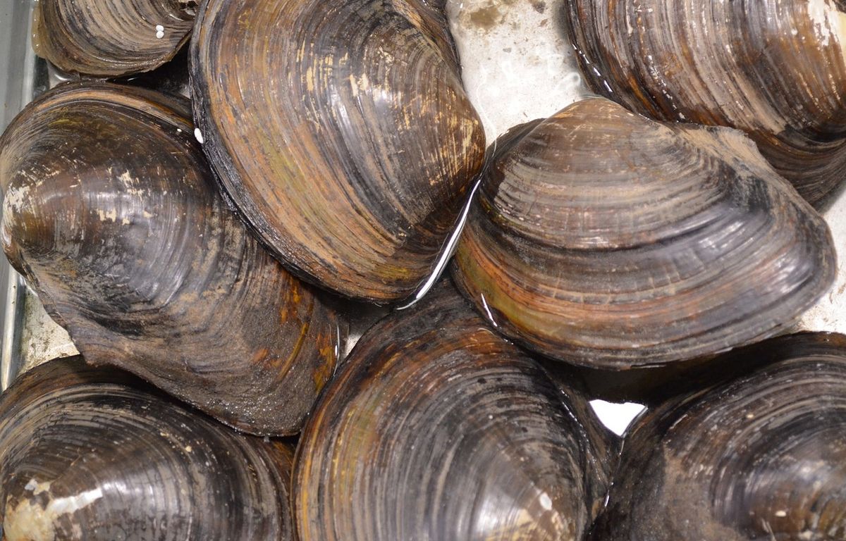 Salmonelle : Rappel de fruits de mer vendus chez Carrefour, Auchan et Super U