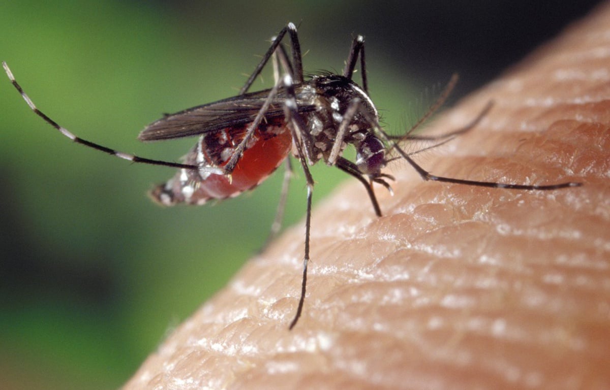 États-Unis : Piqué par un moustique infecté, il meurt cinq ans plus tard d’une maladie très...