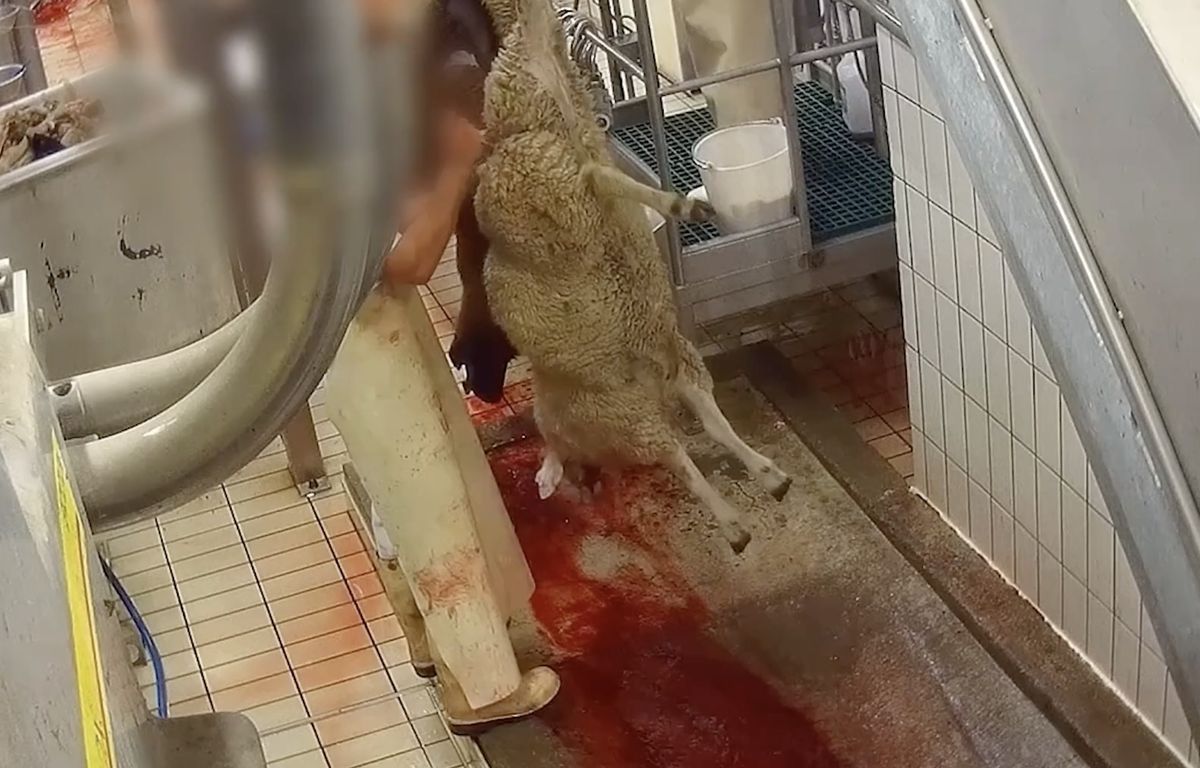Savoie : L’activité d’un abattoir suspendue pour « actes de cruauté » après une plainte...
