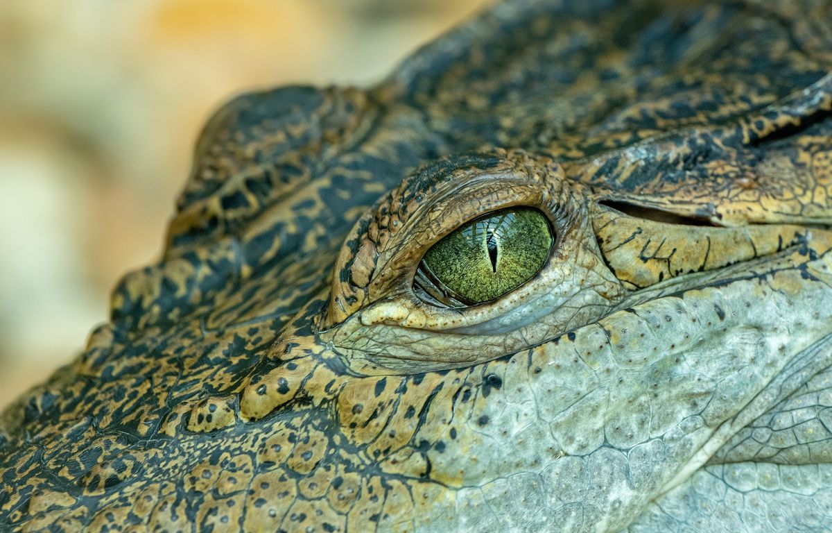 Il traquait les enfants et les chiens, le crocodile finit en festin chez des aborigènes australiens