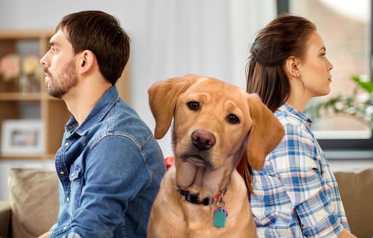 Séparés, ils ont choisi la garde alternée pour leur animal??? « S???il me manque, je regarde...