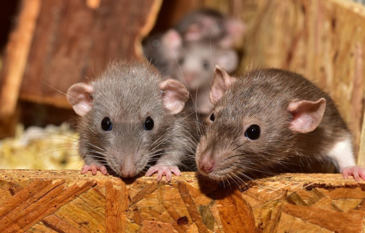 Un détenu de Fresnes contracte la leptospirose, transmise par l???urine des rats