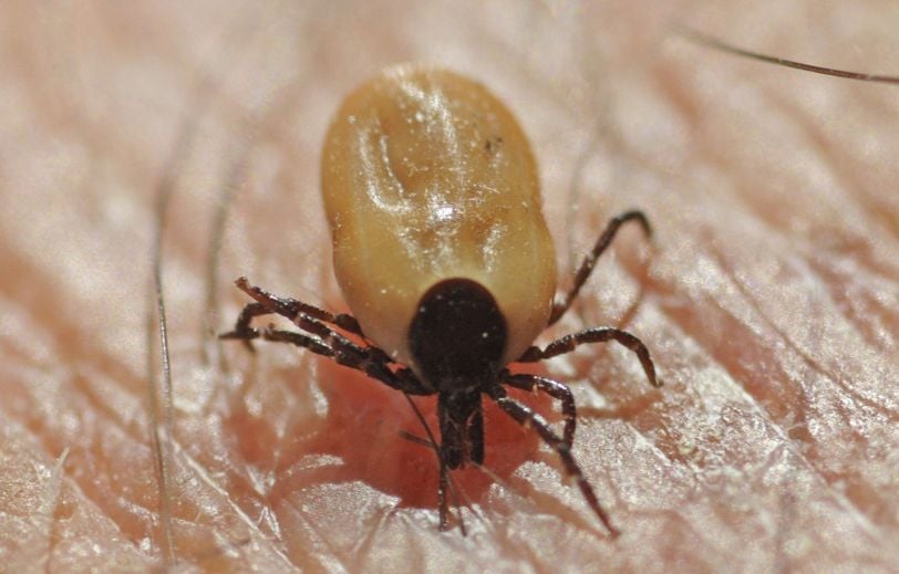 Présente en Occitanie et vectrice de maladies, faut-il craindre une prolifération de la tique...
