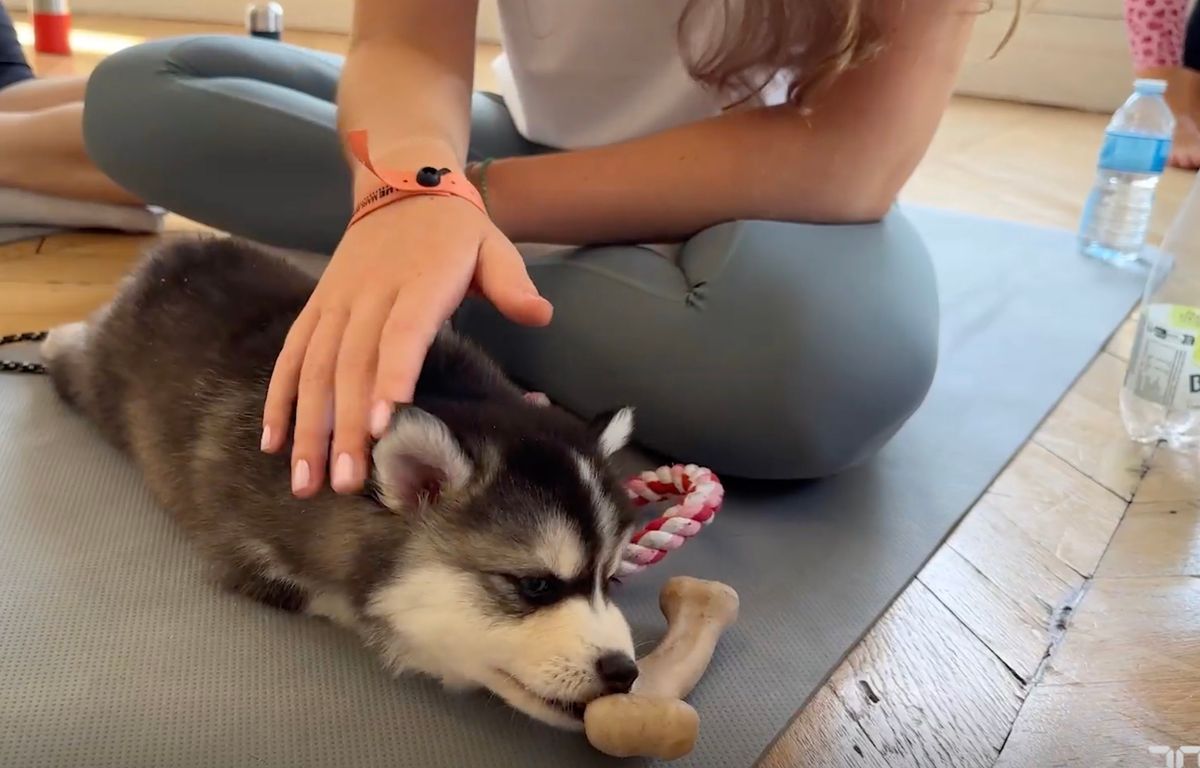 Puppy yoga : « C???est du cirque »??? Derrière le côté mignon de la pratique, des risques...