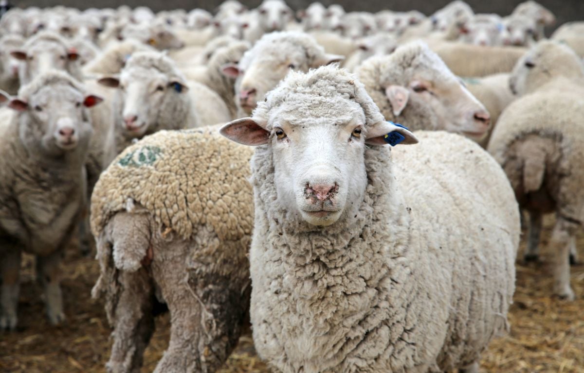 Fièvre catarrhale ovine : Les éleveurs craignent une expansion « dramatique » de la maladie,...