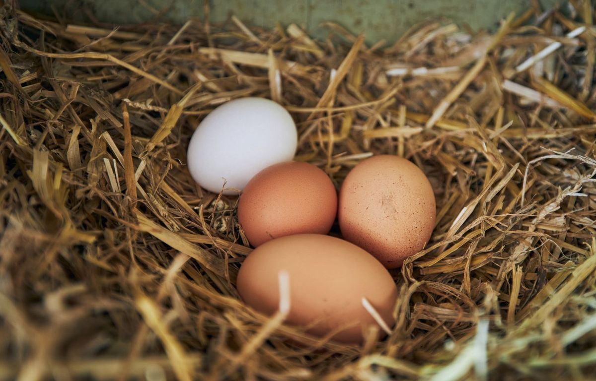 Ile-de-France : Continuez à éviter les ??ufs de poules domestiques, la région est toujours trop...