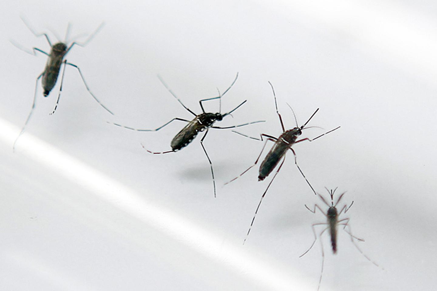 L’épidémie de dengue est déclarée à la Guadeloupe