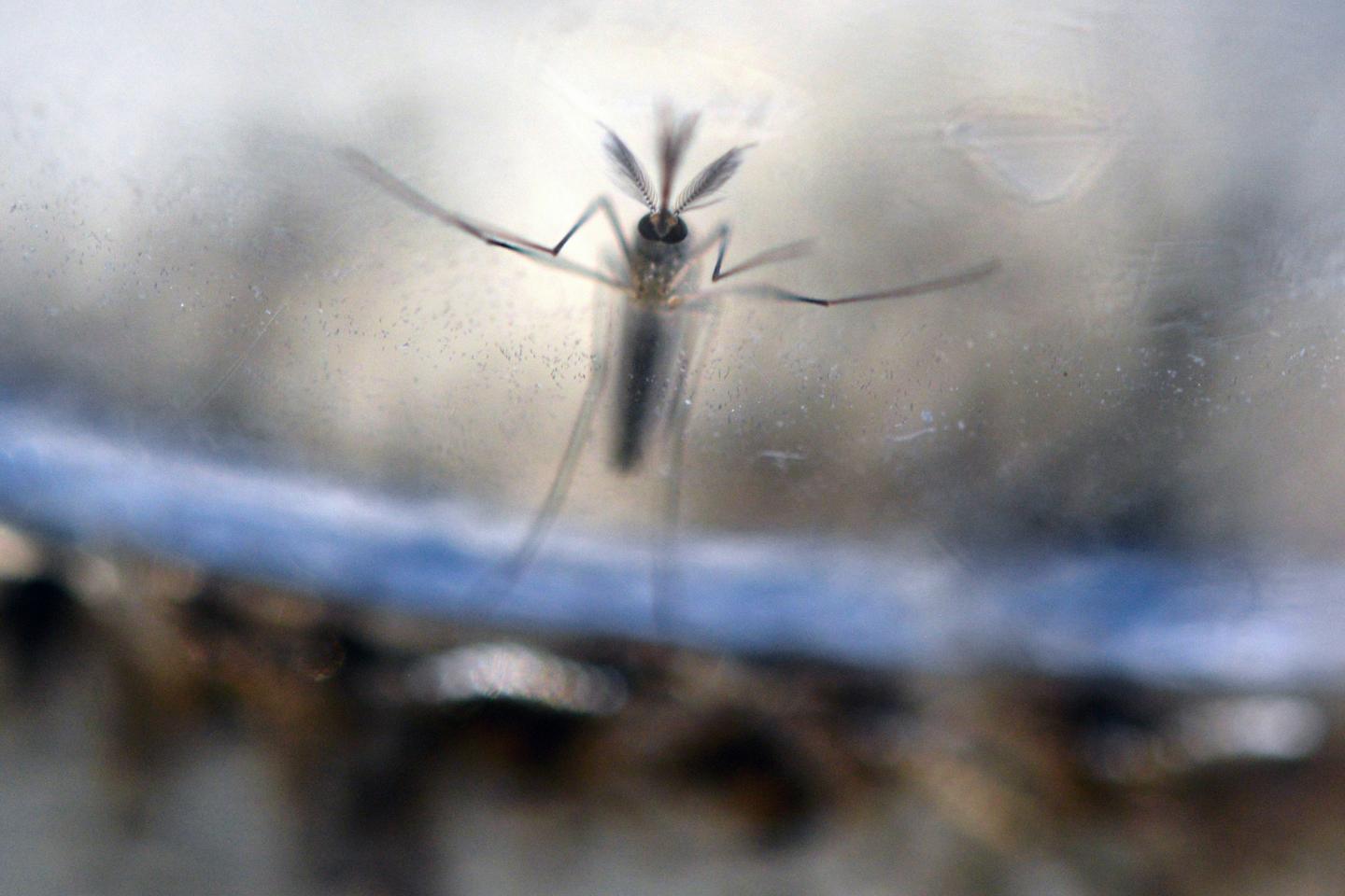 Moustique-tigre : un « risque assez élevé » d???épidémies en France dans les cinq...