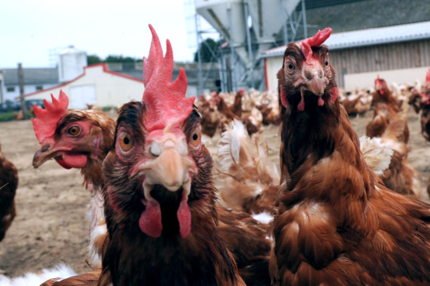 Grippe aviaire : niveau de risque « élevé » en France, entraînant le confinement des...