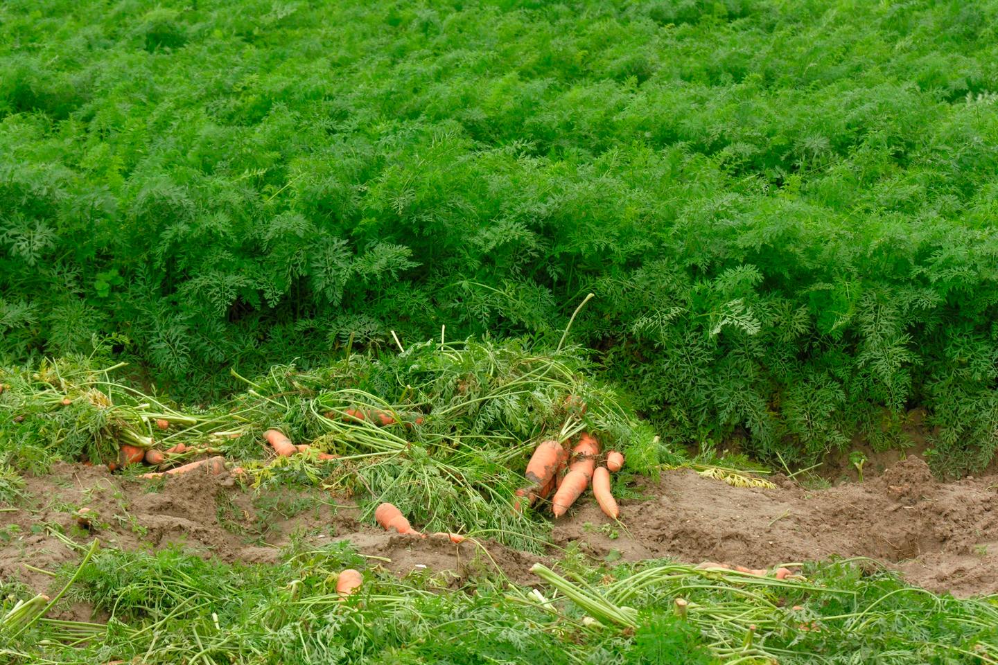 « Les territoires sont engagés pour accompagner les évolutions du secteur agricole et...
