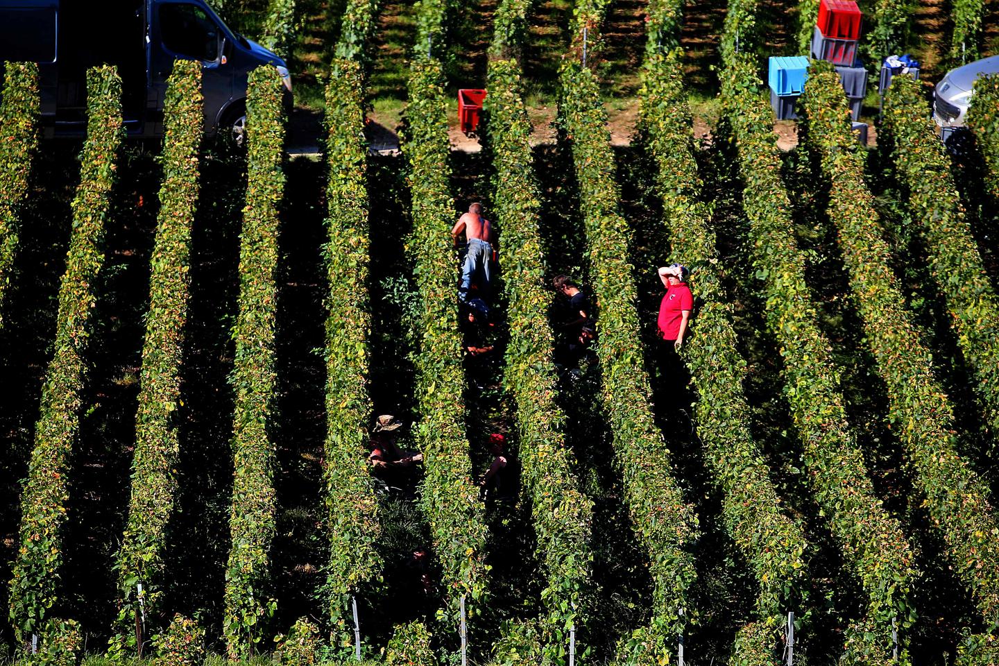 Temps de travail : les vendanges sept jours sur sept