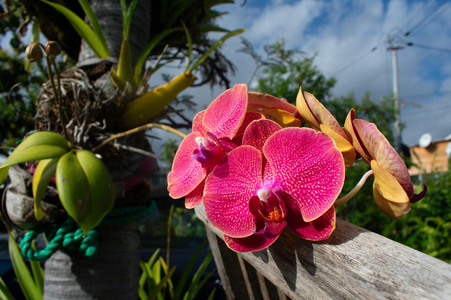 A La Réunion, la riche flore endémique en grande partie menacée de disparition