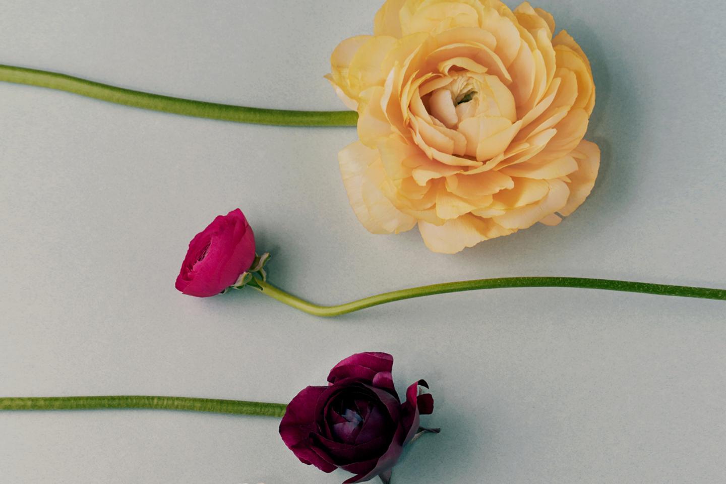 La renoncule, une rose bohème