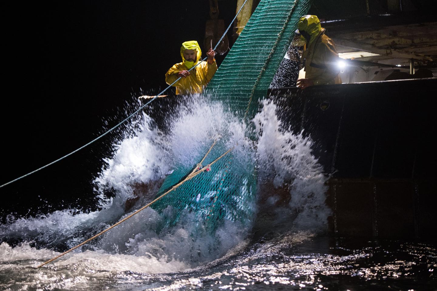 L???impact élevé de la pêche industrielle sur l???environnement