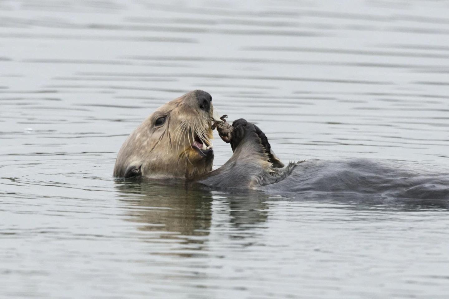 La loutre de mer, grande protectrice des marais salants
