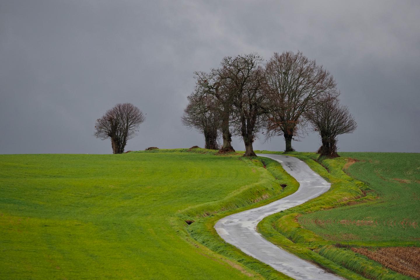 Abattage d???arbres en Haute-Marne : volée de bois vert pour le président du conseil...