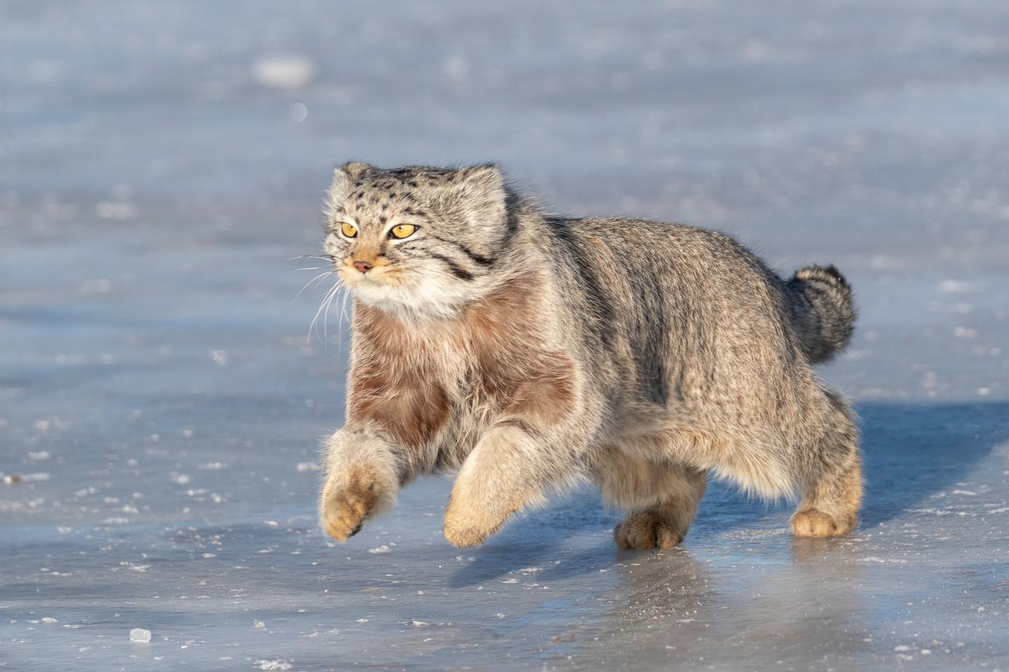 Espèces migratrices : les Etats s???engagent à mieux protéger le lynx des Balkans, le chat de...