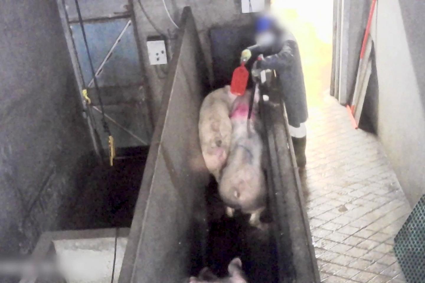 L???un des plus gros élevages de porcs breton lourdement condamné pour maltraitance animale