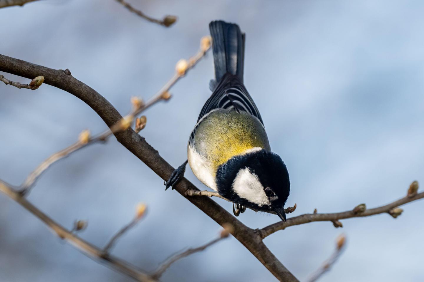 « Après vous », l???exquise politesse de la mésange de Chine