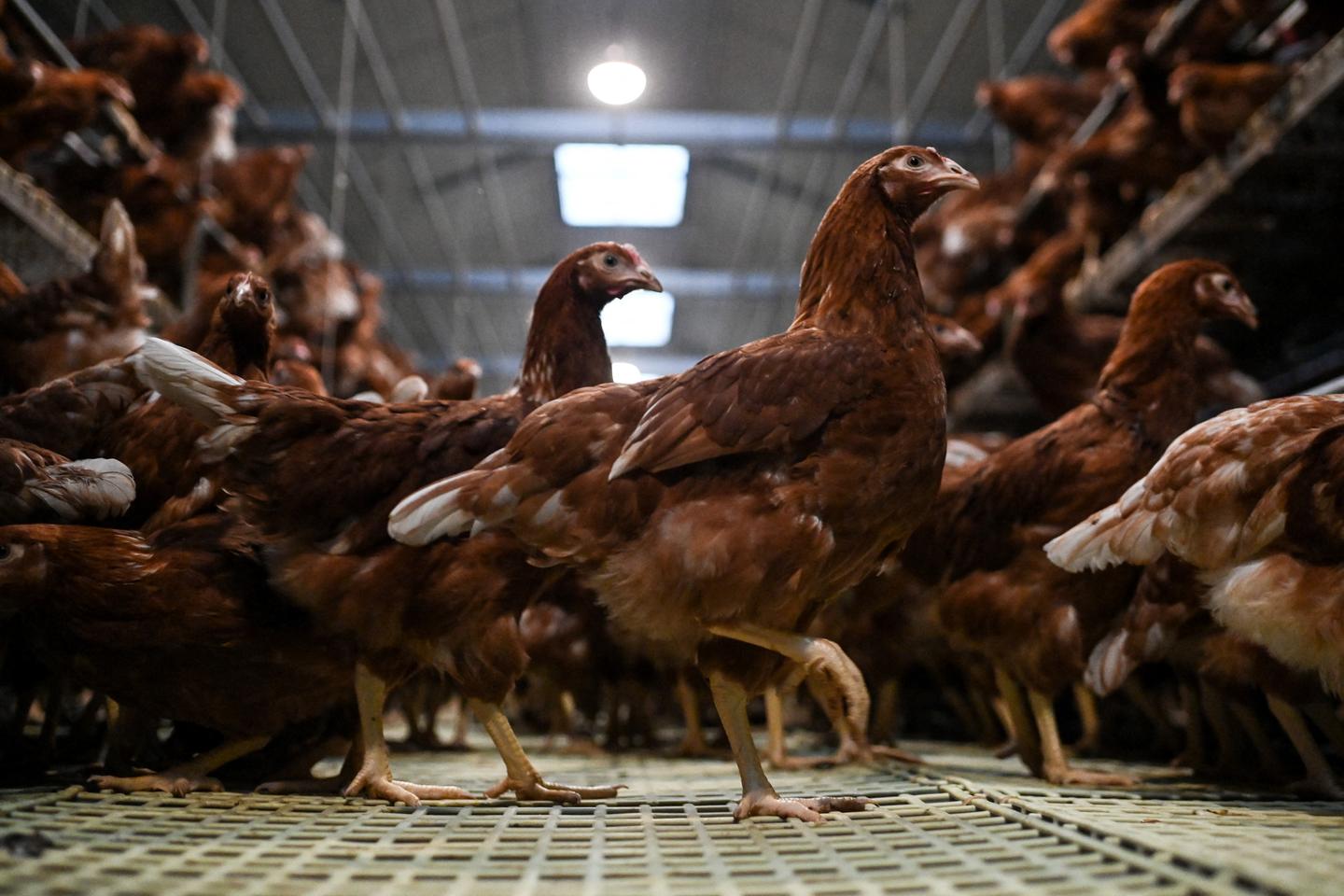 Bien-être animal : l???Anses propose un étiquetage qui tienne compte de ce que vivent...