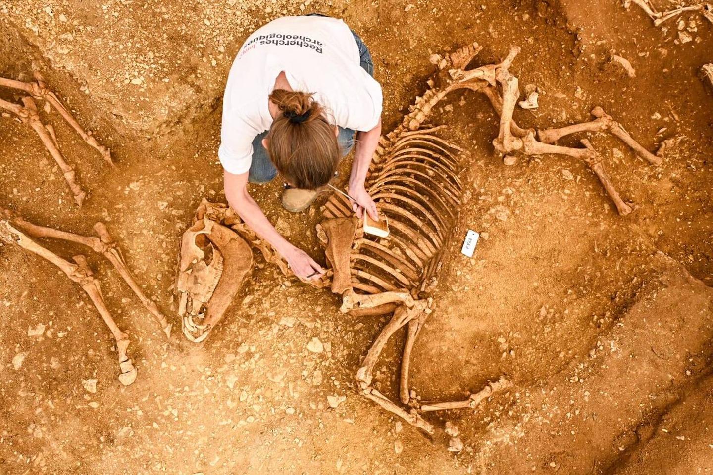 Dans l???Indre, une stupéfiante série de tombes de chevaux de l???époque gauloise