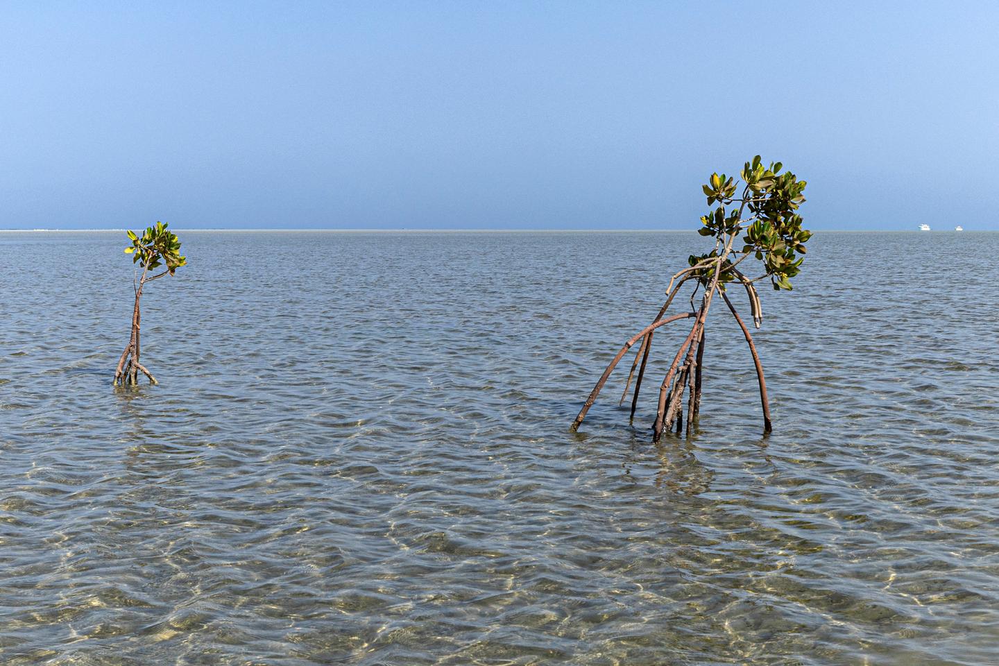 « De la surface jusqu???aux abysses », le monde océanique se dégrade à un « rythme sans...