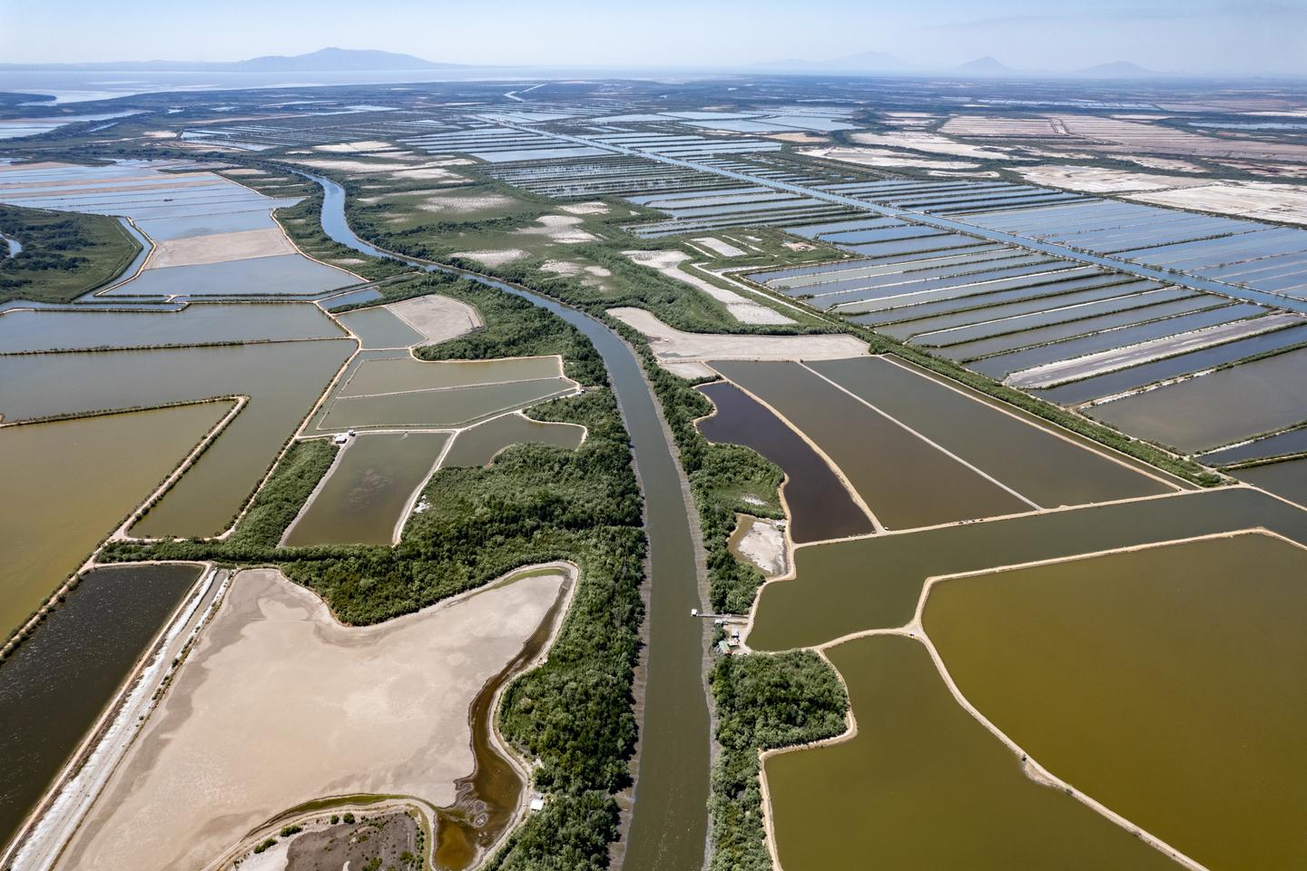 Les mangroves du Honduras dévorées par l???élevage de crevettes