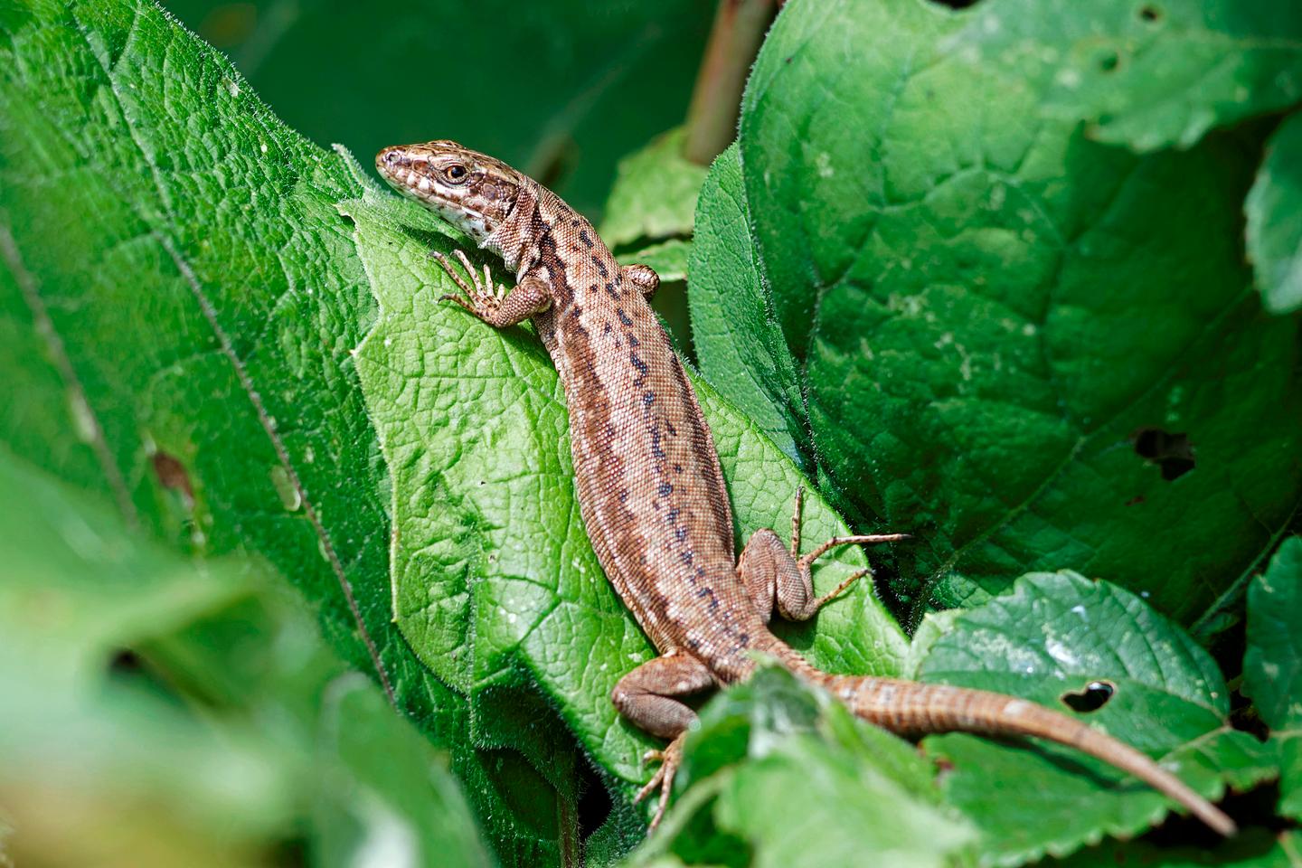 Dans les Landes, les lézards vivipares menacés d???extinction en raison de la sécheresse de 2022