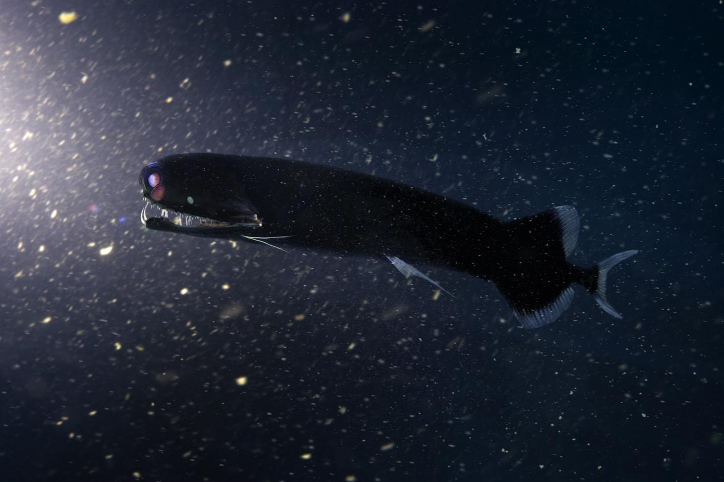 Dans les abysses, le poisson dragon fait les gros yeux pour mieux repérer les femelles