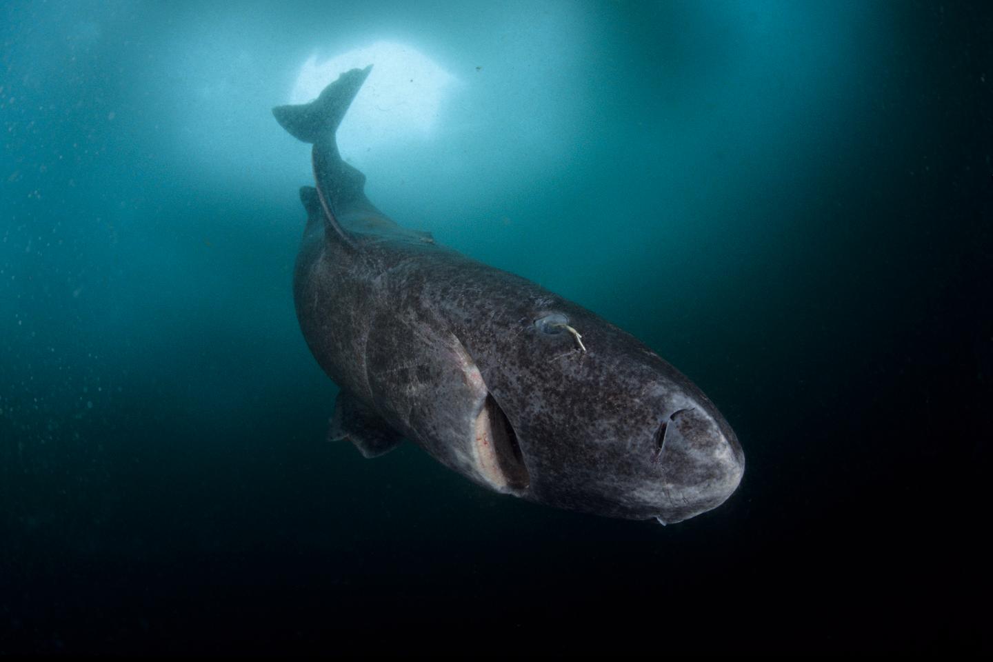 Les mystères du requin du Groenland, ce poisson géant qui vit plusieurs siècles dans l???eau...