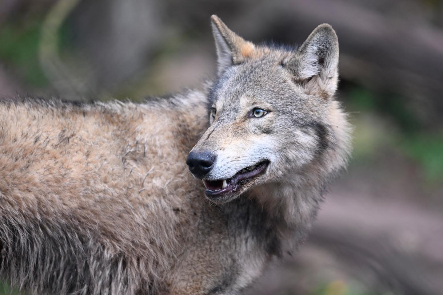 Haute-Vienne : la Coordination rurale offre une prime pour tout « loup mort », le préfet...