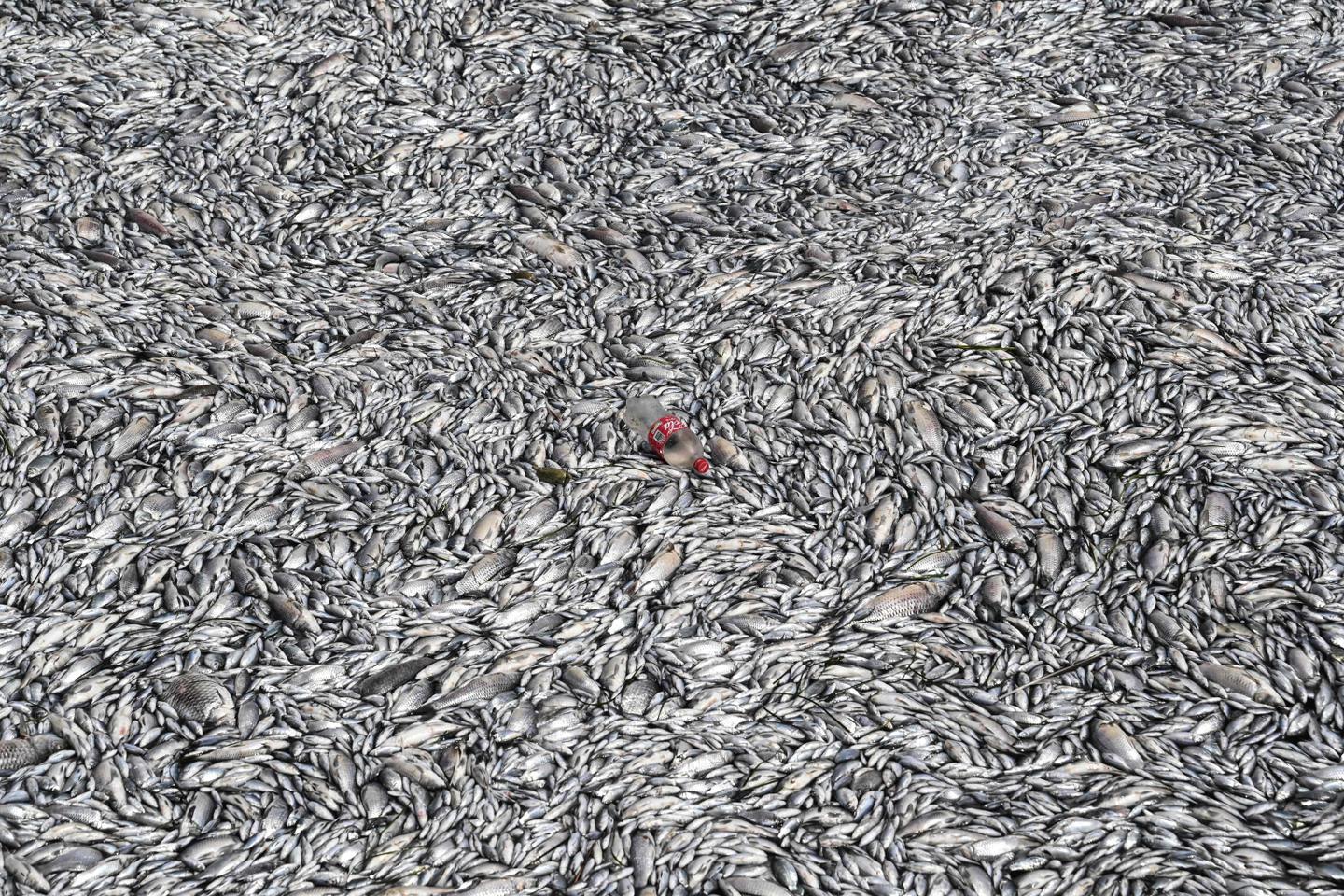 En Grèce, des millions de poissons morts échoués autour du golfe de Volos