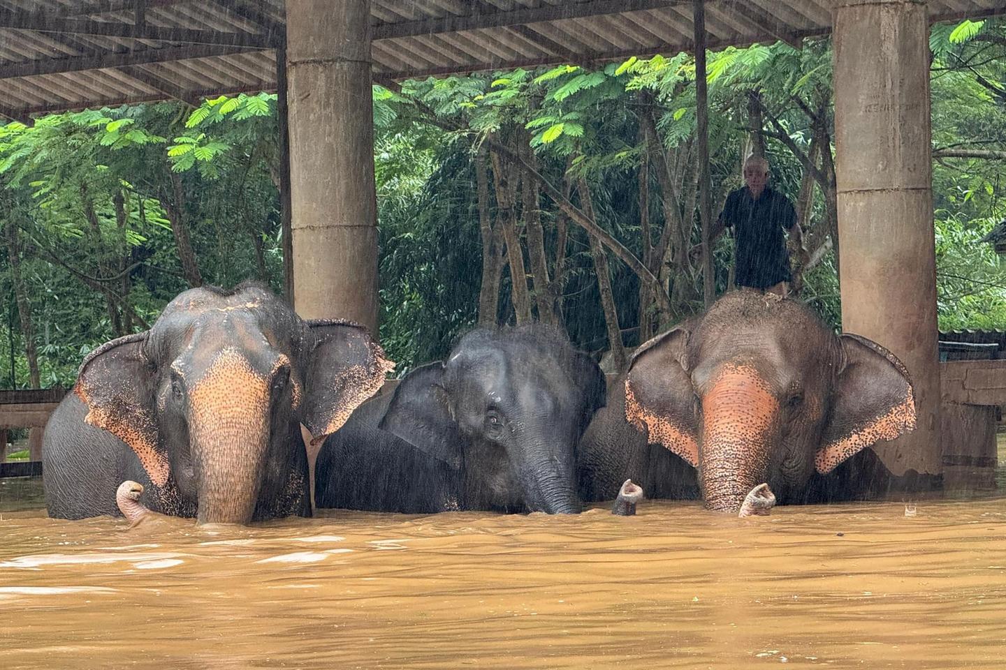 En Thaïlande, une centaine d???éléphants piégés par des inondations