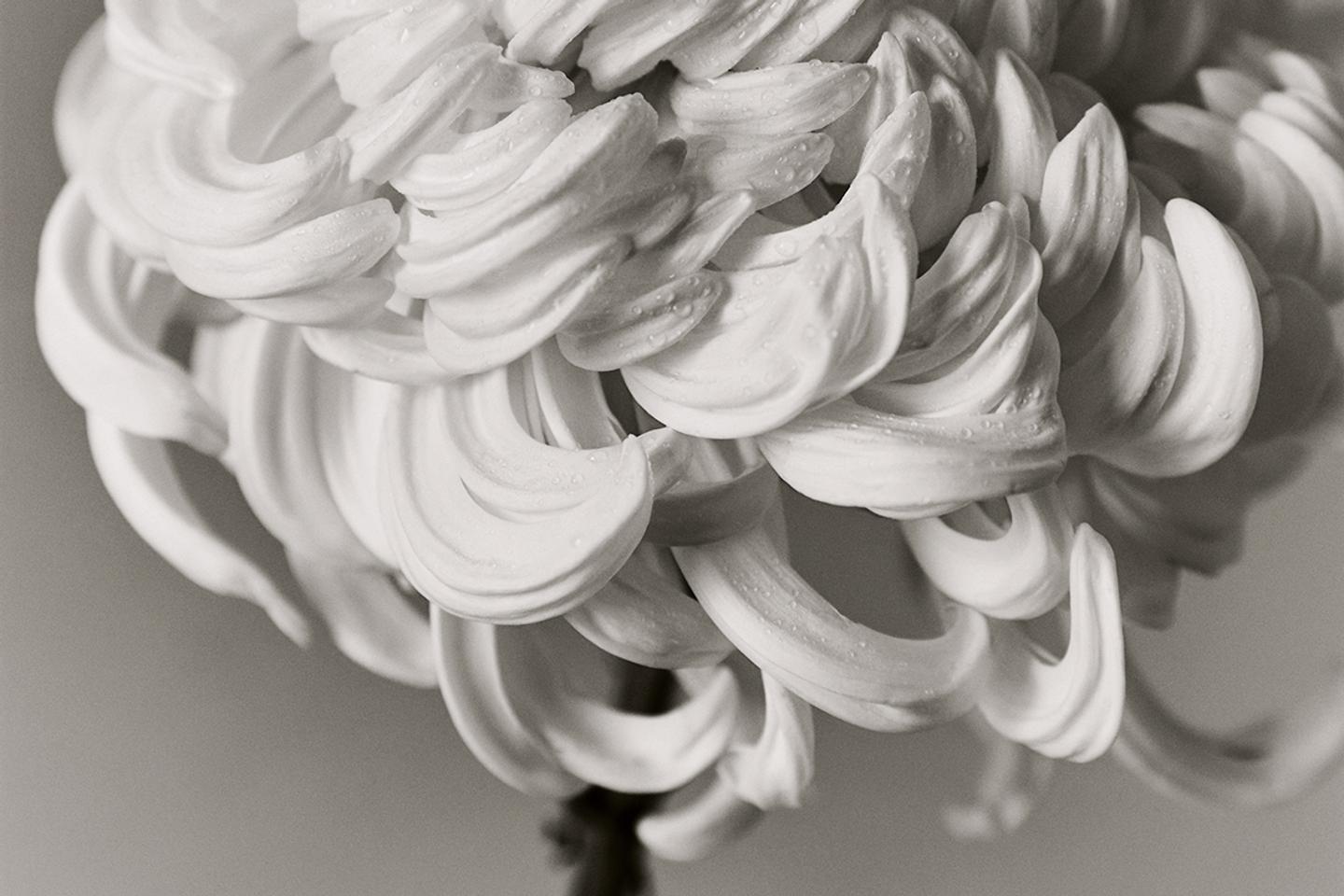 Le chrysanthème, pétale impérial