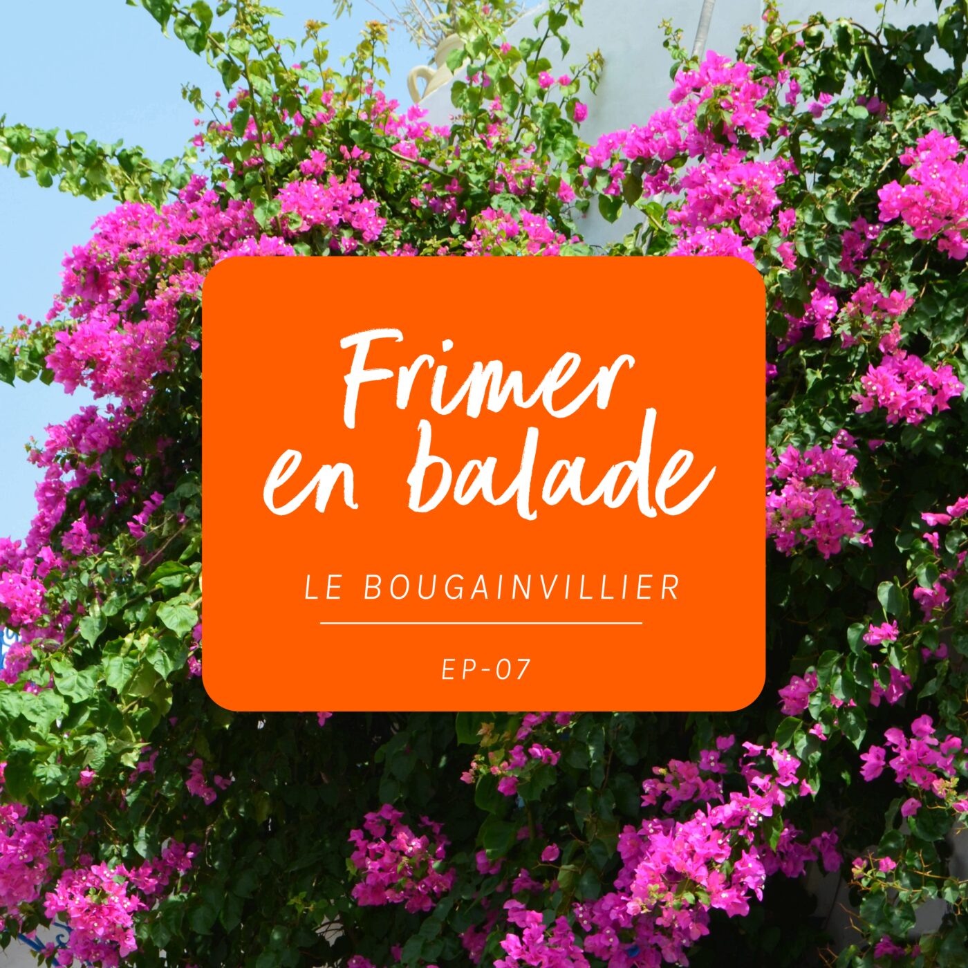 #7 - Le bougainvillier (Frimer en balade)