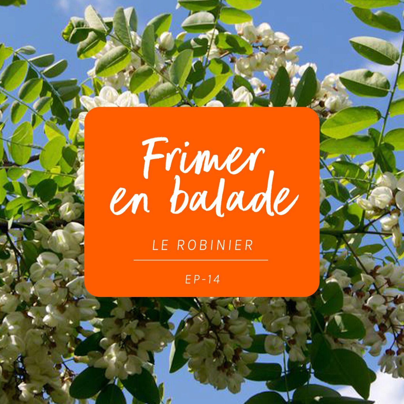 14 - Le Robinier - Faux Acacia (Frimer en balade)