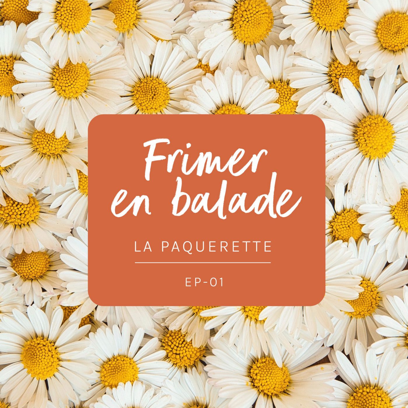 #1 Frimer en balade - la pâquerette 